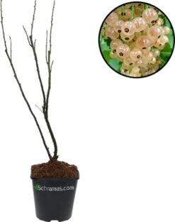 Voedselbos Pakket - 20 Fruitplanten - Op 25m2 Wildplukken! - Permacultuur - Moestuin - Voordeelpakket 10 Voedselbos Pakket - 20 Fruitplanten - Op 25m2 Wildplukken! - Permacultuur - Moestuin - Voordeelpakket -Tuinverzorgings Winkel 948x1200 2