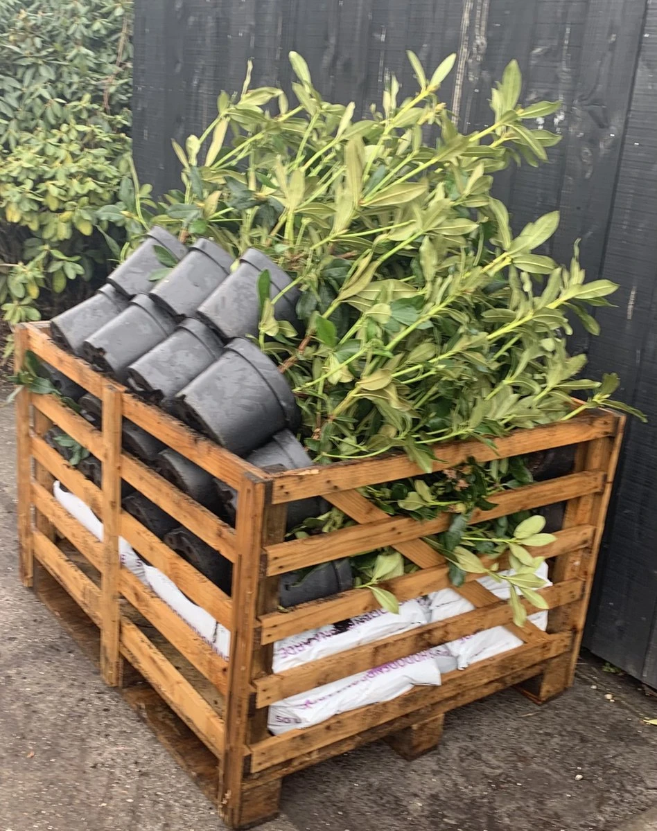 Rhododendron box - 40 stuks - wit - 40/60 cm hoog - incl. 8 zakken tuinturf 50L - rhododendron 'cunningham's white' - Rhododendron Box - 40 Stuks - Wit - 40/60 Cm Hoog - Incl. 8 Zakken Tuinturf 50L - Rhododendron 'cunningham's White' - -Tuinverzorgings Winkel 948x1200 3