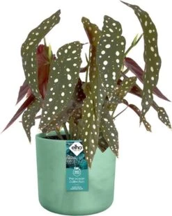 Elho The Ocean Collection Round 22cm - Bloempot Voor Binnen - 100% Gerecycled Materiaal - Gemaakt Met Zeeafval - Ø 22.3 X H 20.4 Cm - Pacifisch Groen -Tuinverzorgings Winkel 952x1200 2