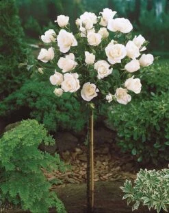 OH2 - Mini Patio Stamrozen - Kleurrijke Grootbloemige Rozen - 55-70 Cm - Meer Kleurig -Tuinverzorgings Winkel 956x1200 5