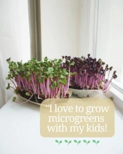 Variatie-set Kiemzaden 5x 100g | Broccoli, Erwten Scheuten, Zonnebloem, Radijs & Mosterd - 500g | Biologische Microgreen, Microgroenten Zaden | Plastic Vrij Verpakt | Moestuin Kweekset Binnen -Tuinverzorgings Winkel 959x1200 10