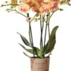 Kolibri Orchids | Oranje Phalaenopsis Orchidee - 35cm Hoog - Potmaat Ø9cm | Bloeiende Kamerplant - Vers Van De Kweker -Tuinverzorgings Winkel 959x1200 11
