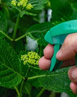 ECOstyle Promanal-R Spray Gebruiksklaar - Insecten Bestrijdingsmiddel Voor Spint, Wolluis En Dopluis - Binnens- En Buitenshuis- 100% Plantaardig - 500 ML -Tuinverzorgings Winkel 959x1200 8