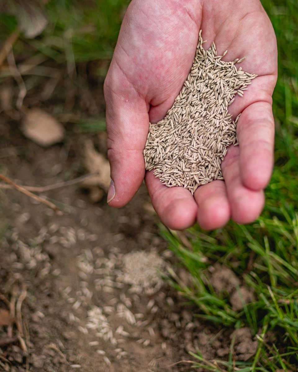 ECOstyle Graszaad Herstel Snelkiemend Gazon Gras – Herstelt kale plekken – Vogelwerende Coating – Geschikt voor Zon- en Schaduw Gazons - Snelle Kieming – 20 – 30M² – 500 GR ECOstyle Graszaad Herstel Snelkiemend Gazon Gras – Herstelt Kale Plekken – Vogelwerende Coating – Geschikt Voor Zon- En Schaduw Gazons - Snelle Kieming – 20 – 30M² – 500 GR -Tuinverzorgings Winkel 960x1200 12