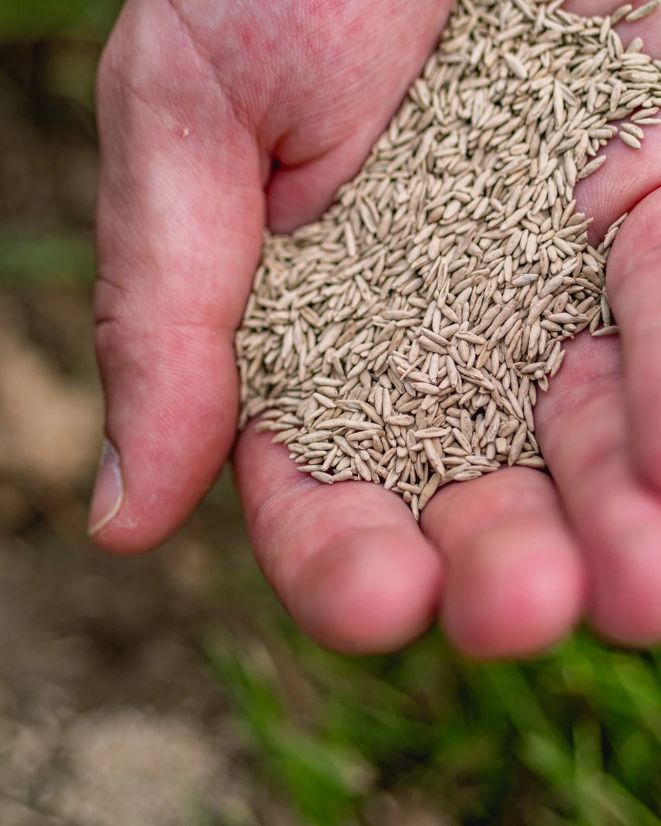 ECOstyle Graszaad Herstel Snelkiemend Gazon Gras – Herstelt kale plekken – Vogelwerende Coating – Geschikt voor Zon- en Schaduw Gazons - Snelle Kieming – 80 - 120M² – 2 KG ECOstyle Graszaad Herstel Snelkiemend Gazon Gras – Herstelt Kale Plekken – Vogelwerende Coating – Geschikt Voor Zon- En Schaduw Gazons - Snelle Kieming – 80 - 120M² – 2 KG -Tuinverzorgings Winkel 960x1200 17