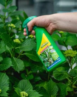 ECOstyle Promanal-R Spray Gebruiksklaar - Insecten Bestrijdingsmiddel Voor Spint, Wolluis En Dopluis - Binnens- En Buitenshuis- 100% Plantaardig - 500 ML -Tuinverzorgings Winkel 960x1200 4