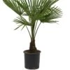 Winterharde Palmboom - Trachycarpus Fortunei 100cm