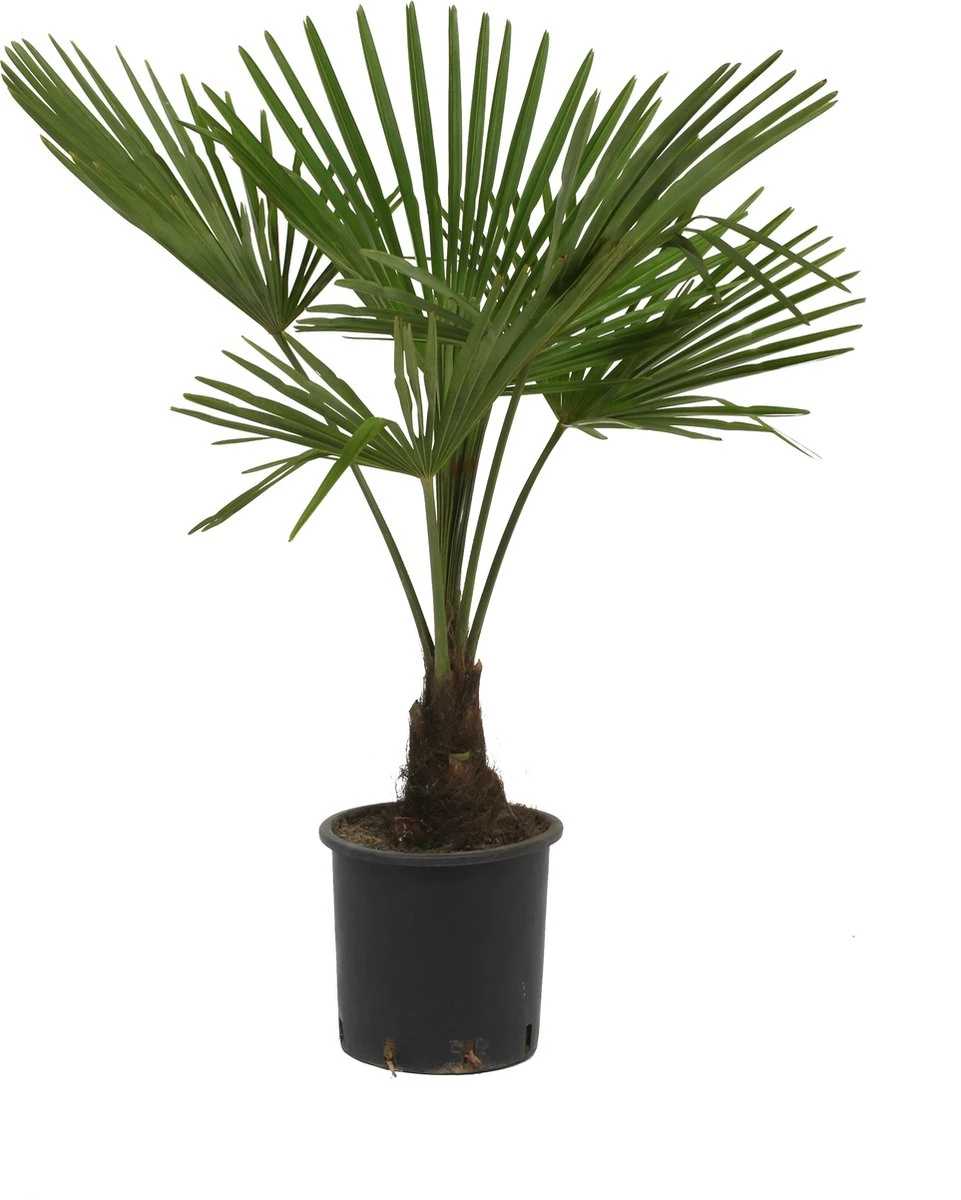 Winterharde palmboom - Trachycarpus fortunei 100cm Winterharde Palmboom - Trachycarpus Fortunei 100cm -Tuinverzorgings Winkel 961x1200 2