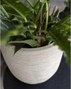 Capi Europe - Bloempot Bol Waste Rib NL - 35x34 - Terrazzo Beige - Voor Binnen En Buiten - KTBR932 7 Capi Europe - Bloempot Bol Waste Rib NL - 35x34 - Terrazzo Beige - Voor Binnen En Buiten - KTBR932 -Tuinverzorgings Winkel 967x1200 4