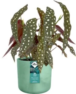 Elho The Ocean Collection Round 22cm - Bloempot Voor Binnen - 100% Gerecycled Materiaal - Gemaakt Met Zeeafval - Ø 22.3 X H 20.4 Cm - Pacifisch Groen -Tuinverzorgings Winkel 969x1200 16