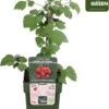 Merkloos Rubus Phoenicolasius - Japanse Wijnbes - BIO Fruitplant -Tuinverzorgings Winkel 969x1200 8