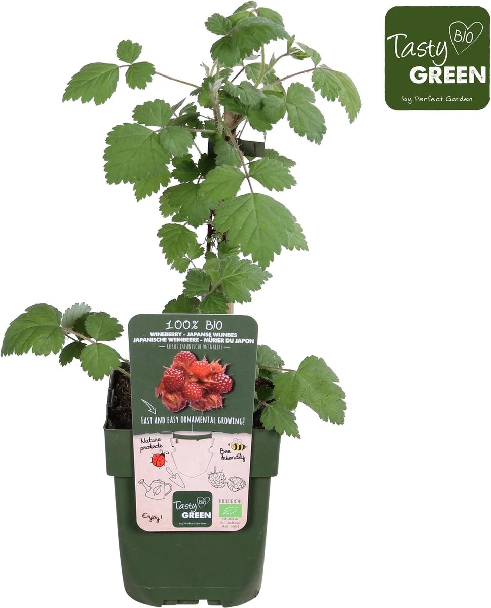 Rubus phoenicolasius - Japanse wijnbes - BIO fruitplant Merkloos Rubus Phoenicolasius - Japanse Wijnbes - BIO Fruitplant -Tuinverzorgings Winkel 969x1200 8