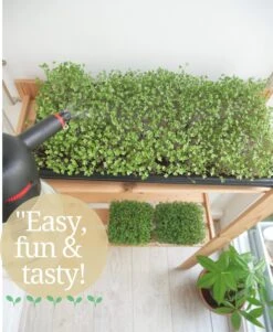 Variatie-set Kiemzaden 5x 100g | Broccoli, Erwten Scheuten, Zonnebloem, Radijs & Mosterd - 500g | Biologische Microgreen, Microgroenten Zaden | Plastic Vrij Verpakt | Moestuin Kweekset Binnen -Tuinverzorgings Winkel 985x1200 5