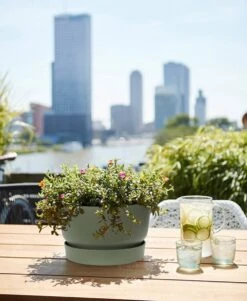 Elho Greenville Schaal 33 - Bloempot Voor Buiten - Ø 32.5 X H 19.4 Cm - Groen/Blad Groen -Tuinverzorgings Winkel 986x1200