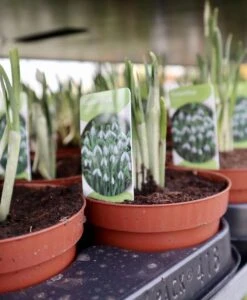 Merkloos Sneeuwklokjes In Pot (Ø9cm) - Voorjaarsbollen - 1 Tray à 9 Stuks - Haal Het Voorjaar In Huis - Bloeien Prachtig 2 à 3 Weken Na Ontvangst -Tuinverzorgings Winkel 988x1200 4