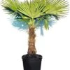 Sunnytree - Palmboom - Trachycarpus Fortunei - Winterharde Palmboom Voor Buiten - Hoogte: 160 Cm 2 Sunnytree - Palmboom - Trachycarpus Fortunei - Winterharde Palmboom Voor Buiten - Hoogte: 160 Cm -Tuinverzorgings Winkel 992x1200 2