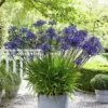 Garden Select - Agapanthus Blauw Giant - 2 Stuks - Potplant - Vaste Plant - Exotische Plant (Afrikaanse Lelie) - Voor Potten En Tuin - Max. Hoogte 1.20 M 1 Garden Select - Agapanthus Blauw Giant - 2 Stuks - Potplant - Vaste Plant - Exotische Plant (Afrikaanse Lelie) - Voor Potten En Tuin - Max. Hoogte 1.20 M -Tuinverzorgings Winkel 993x1200