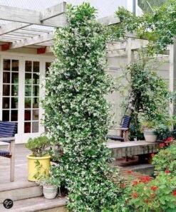 Witte Toscaanse Jasmijn (Sterjasmijn) - Klimplant | Wit - Groenblijvend / Wintergroen En Winterhard - ClematisOnline | 1,5 Liter Pot - Deze Jasmijn Plant Kan Gecombineerd Worden Met Andere Klimplanten Zoals Clematis Of Rozen In Bijv. Een Klimrek 9 Witte Toscaanse Jasmijn (Sterjasmijn) - Klimplant | Wit - Groenblijvend / Wintergroen En Winterhard - ClematisOnline | 1,5 Liter Pot - Deze Jasmijn Plant Kan Gecombineerd Worden Met Andere Klimplanten Zoals Clematis Of Rozen In Bijv. Een Klimrek -Tuinverzorgings Winkel 993x1200 2